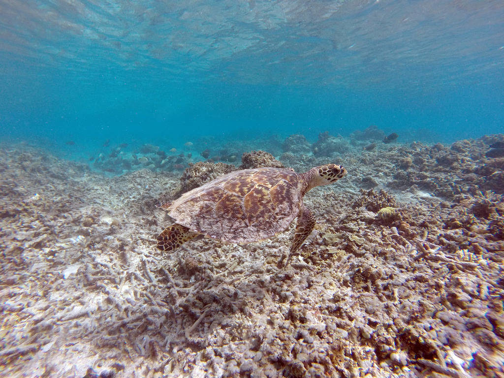 A sea turtle under water in the ocean near Gili Islands