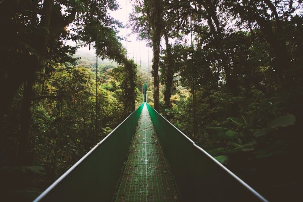 Green bridge in the jungle