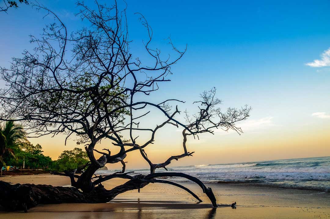 Avellanas Beach sunrise with tree