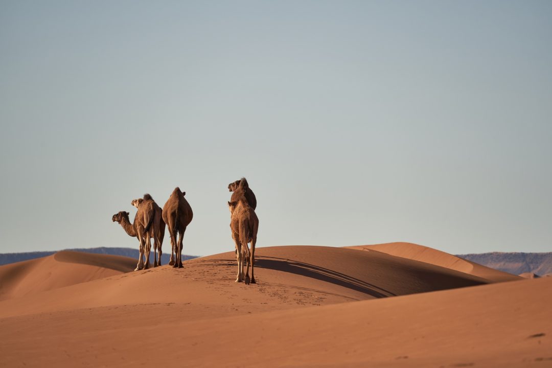 Two camels walking in the moroccan desert