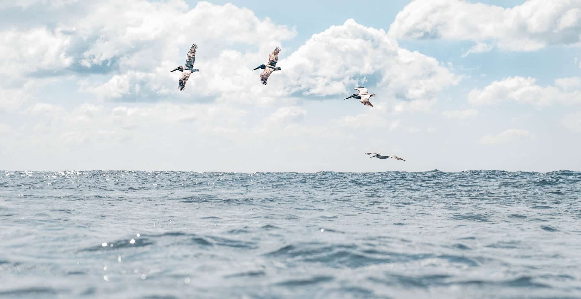 A picture of an ocean with Seagulls flying over it